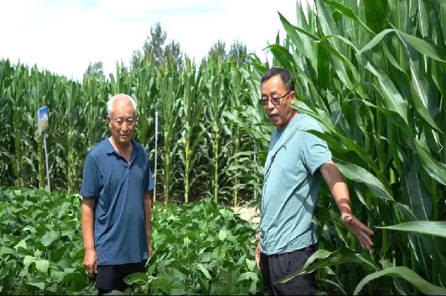 和林格爾縣：2.7萬(wàn)畝大豆玉米帶狀復(fù)合種植區(qū)農(nóng)作物長(zhǎng)勢(shì)喜人